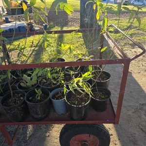 Black boy peach seedling