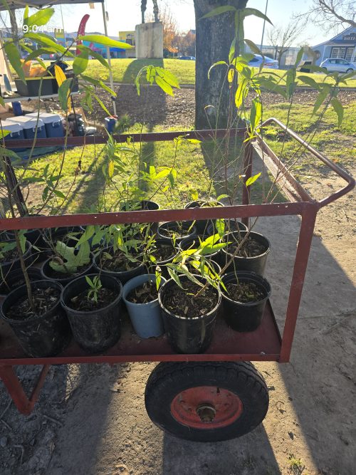 Black boy peach seedling